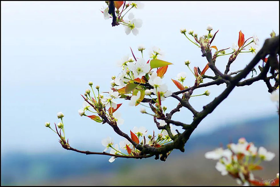 【春天,广西桂林灌阳县向您发出邀请!】我们在灌阳看梨花 - 游山玩水 - 邯郸生活社区 - 邯郸28生活网 hd.28life.com