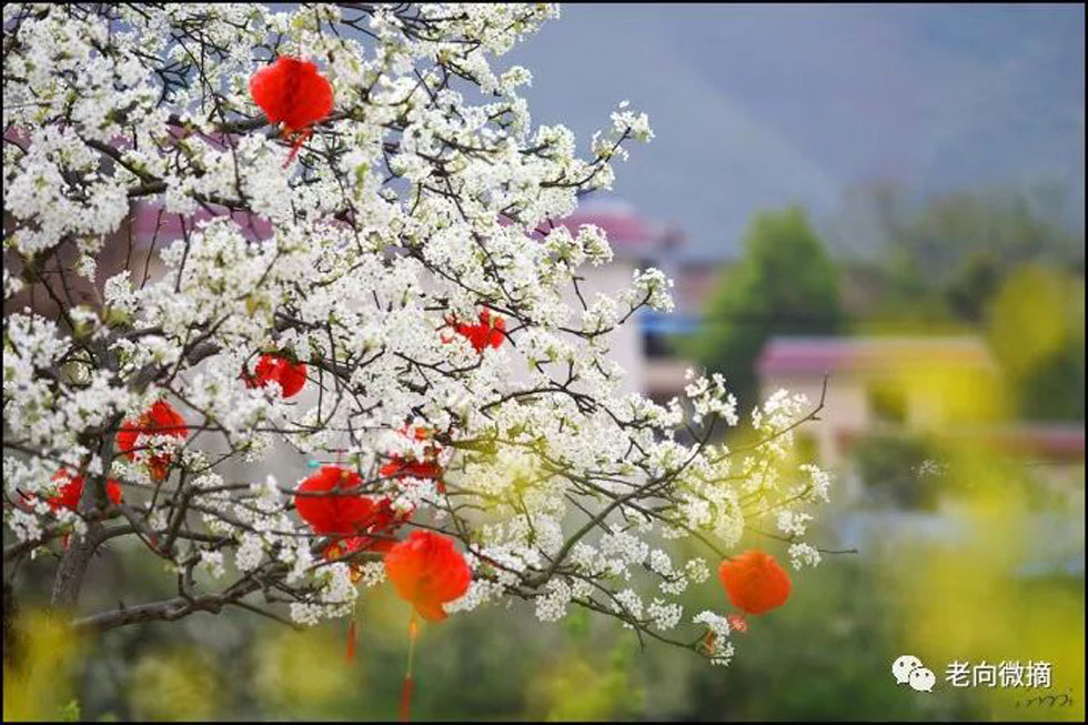 【春天,广西桂林灌阳县向您发出邀请!】我们在灌阳看梨花 - 游山玩水 - 邯郸生活社区 - 邯郸28生活网 hd.28life.com