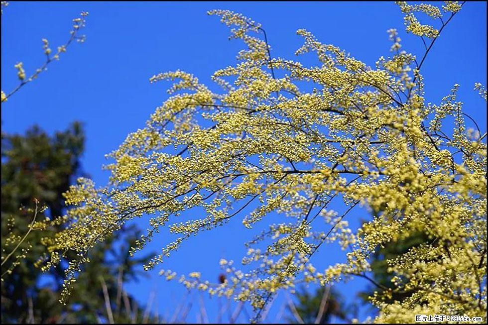 【春天，广西桂林灌阳县向您发出邀请！】米珠山前有片山苍子花在飘香 - 游山玩水 - 邯郸生活社区 - 邯郸28生活网 hd.28life.com