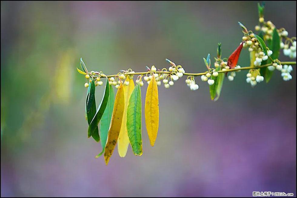 【春天，广西桂林灌阳县向您发出邀请！】米珠山前有片山苍子花在飘香 - 游山玩水 - 邯郸生活社区 - 邯郸28生活网 hd.28life.com