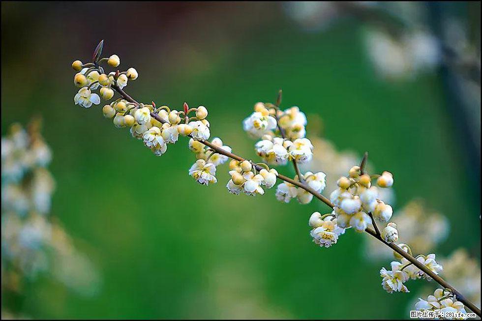 【春天，广西桂林灌阳县向您发出邀请！】米珠山前有片山苍子花在飘香 - 游山玩水 - 邯郸生活社区 - 邯郸28生活网 hd.28life.com