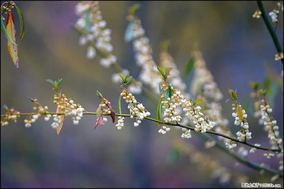 【春天，广西桂林灌阳县向您发出邀请！】米珠山前有片山苍子花在飘香 - 游山玩水 - 邯郸生活社区 - 邯郸28生活网 hd.28life.com