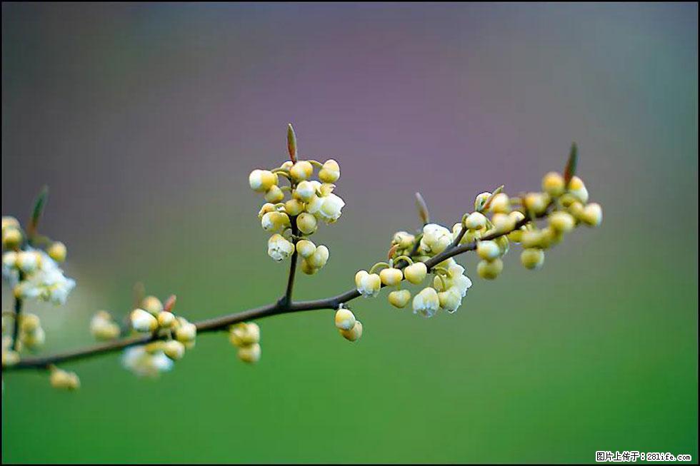 【春天，广西桂林灌阳县向您发出邀请！】米珠山前有片山苍子花在飘香 - 游山玩水 - 邯郸生活社区 - 邯郸28生活网 hd.28life.com