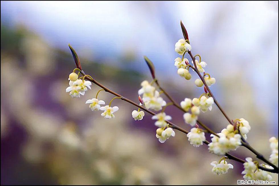 【春天，广西桂林灌阳县向您发出邀请！】米珠山前有片山苍子花在飘香 - 游山玩水 - 邯郸生活社区 - 邯郸28生活网 hd.28life.com