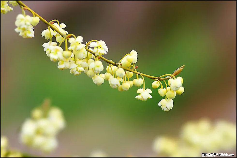 【春天，广西桂林灌阳县向您发出邀请！】米珠山前有片山苍子花在飘香 - 游山玩水 - 邯郸生活社区 - 邯郸28生活网 hd.28life.com