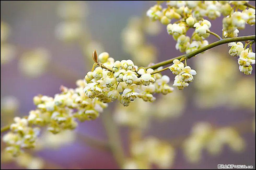 【春天，广西桂林灌阳县向您发出邀请！】米珠山前有片山苍子花在飘香 - 游山玩水 - 邯郸生活社区 - 邯郸28生活网 hd.28life.com