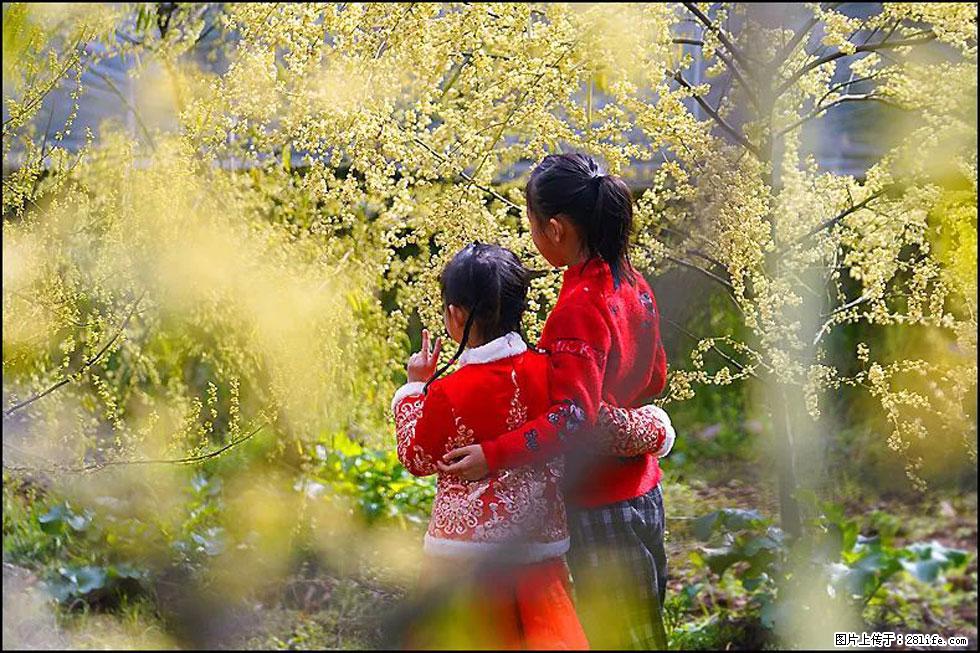 【春天，广西桂林灌阳县向您发出邀请！】米珠山前有片山苍子花在飘香 - 游山玩水 - 邯郸生活社区 - 邯郸28生活网 hd.28life.com