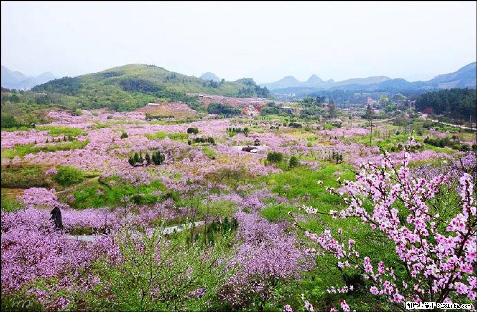 【春天，广西桂林灌阳县向您发出邀请！】官庄村有个醉美的桃花园 - 游山玩水 - 邯郸生活社区 - 邯郸28生活网 hd.28life.com