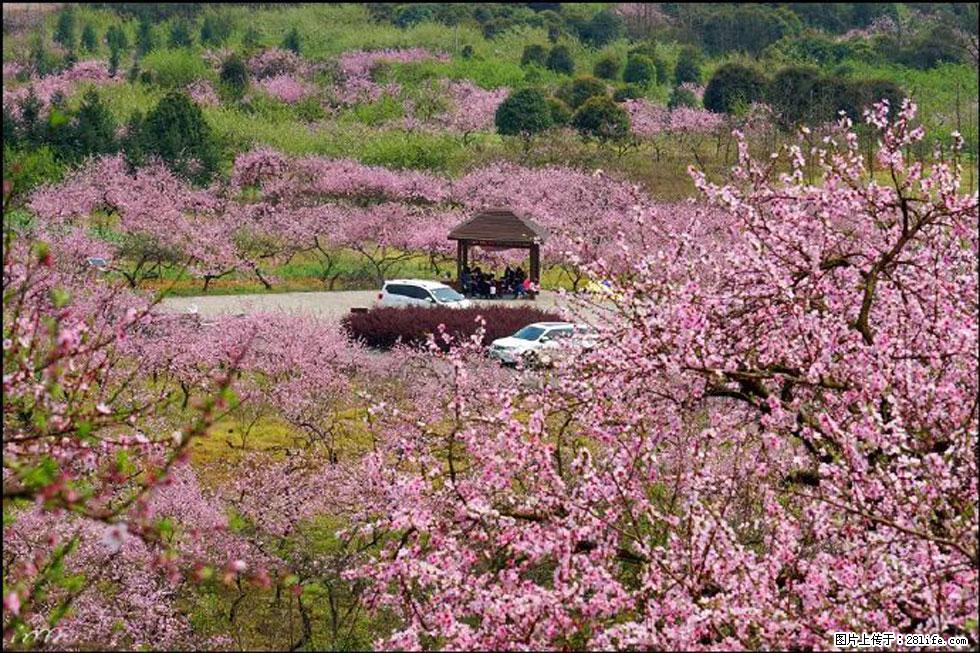 【春天，广西桂林灌阳县向您发出邀请！】官庄村有个醉美的桃花园 - 游山玩水 - 邯郸生活社区 - 邯郸28生活网 hd.28life.com