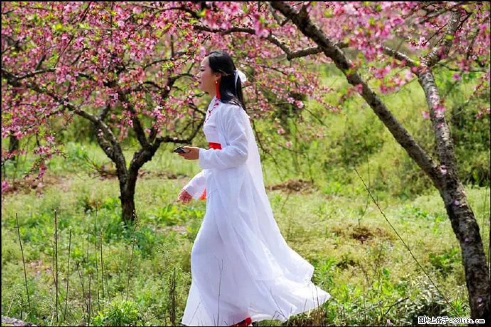 【春天，广西桂林灌阳县向您发出邀请！】官庄村有个醉美的桃花园 - 游山玩水 - 邯郸生活社区 - 邯郸28生活网 hd.28life.com