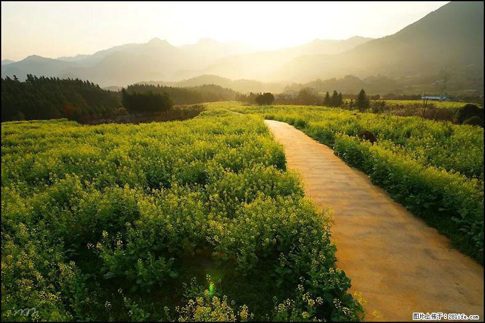 【春天,广西桂林灌阳县向您发出邀请!】长坪村油菜盛情花开 - 游山玩水 - 邯郸生活社区 - 邯郸28生活网 hd.28life.com