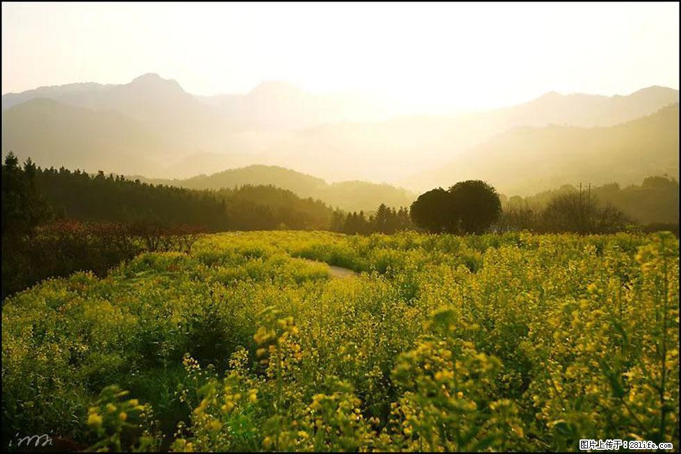 【春天,广西桂林灌阳县向您发出邀请!】长坪村油菜盛情花开 - 游山玩水 - 邯郸生活社区 - 邯郸28生活网 hd.28life.com
