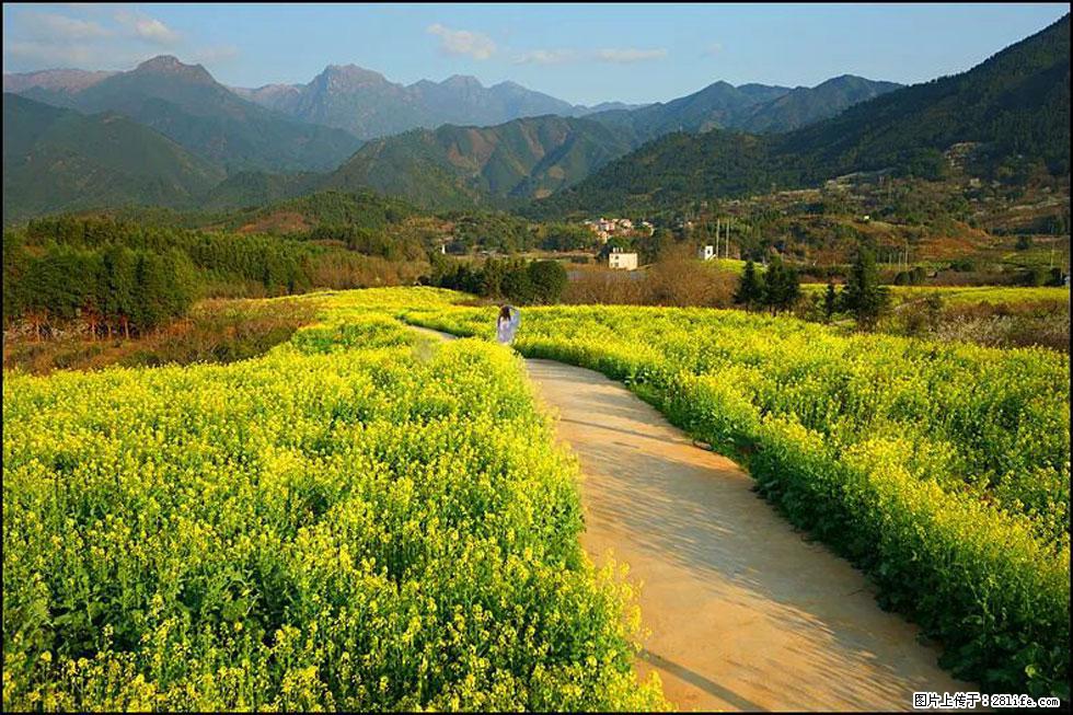 【春天,广西桂林灌阳县向您发出邀请!】长坪村油菜盛情花开 - 游山玩水 - 邯郸生活社区 - 邯郸28生活网 hd.28life.com