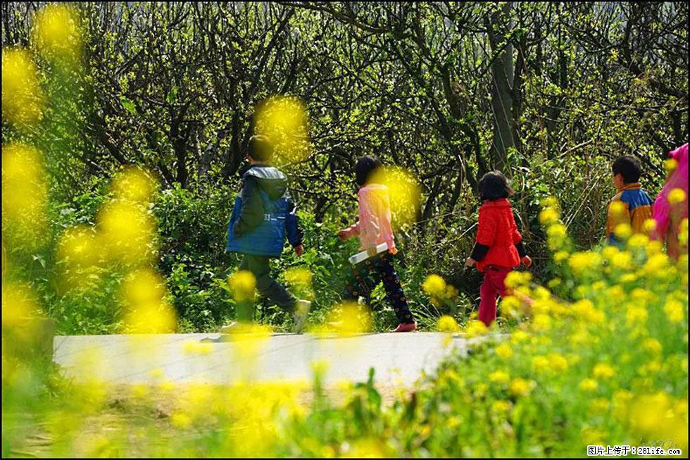 【春天,广西桂林灌阳县向您发出邀请!】长坪村油菜盛情花开 - 游山玩水 - 邯郸生活社区 - 邯郸28生活网 hd.28life.com