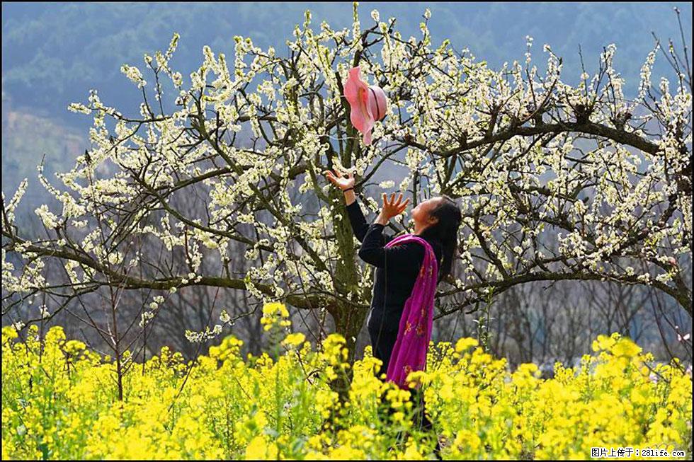 【春天,广西桂林灌阳县向您发出邀请!】长坪村油菜盛情花开 - 游山玩水 - 邯郸生活社区 - 邯郸28生活网 hd.28life.com