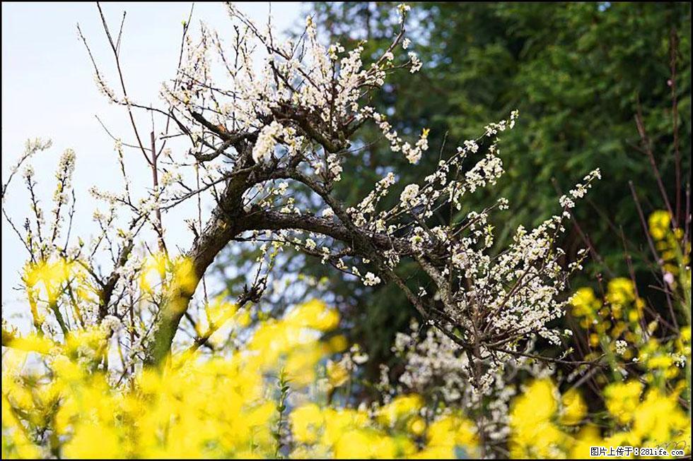 【春天,广西桂林灌阳县向您发出邀请!】长坪村油菜盛情花开 - 游山玩水 - 邯郸生活社区 - 邯郸28生活网 hd.28life.com