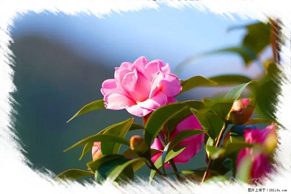 【春天,广西桂林灌阳县向您发出邀请!】杨柳井茶花惹人爱 - 游山玩水 - 邯郸生活社区 - 邯郸28生活网 hd.28life.com