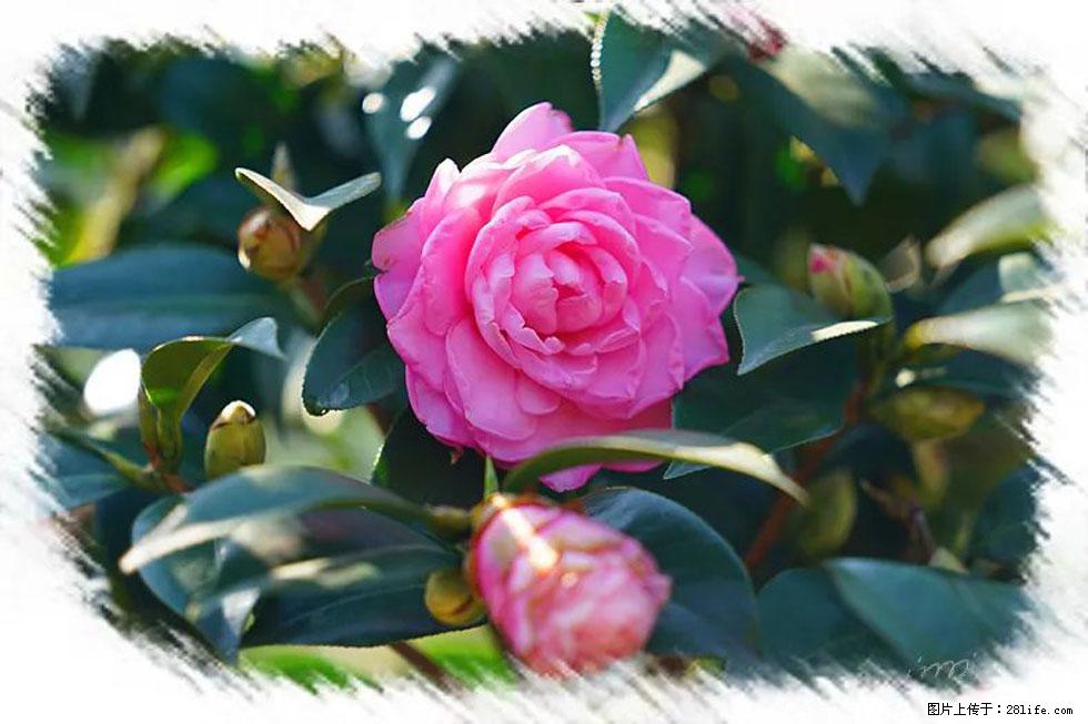 【春天,广西桂林灌阳县向您发出邀请!】杨柳井茶花惹人爱 - 游山玩水 - 邯郸生活社区 - 邯郸28生活网 hd.28life.com