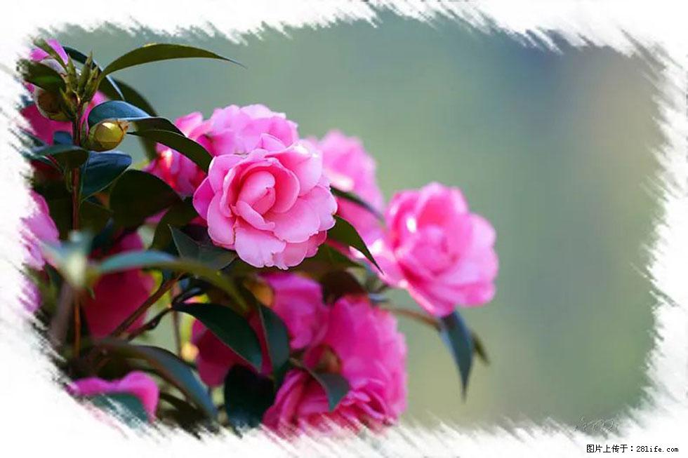 【春天,广西桂林灌阳县向您发出邀请!】杨柳井茶花惹人爱 - 游山玩水 - 邯郸生活社区 - 邯郸28生活网 hd.28life.com