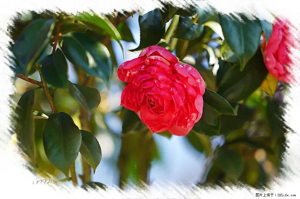 【春天,广西桂林灌阳县向您发出邀请!】杨柳井茶花惹人爱 - 游山玩水 - 邯郸生活社区 - 邯郸28生活网 hd.28life.com