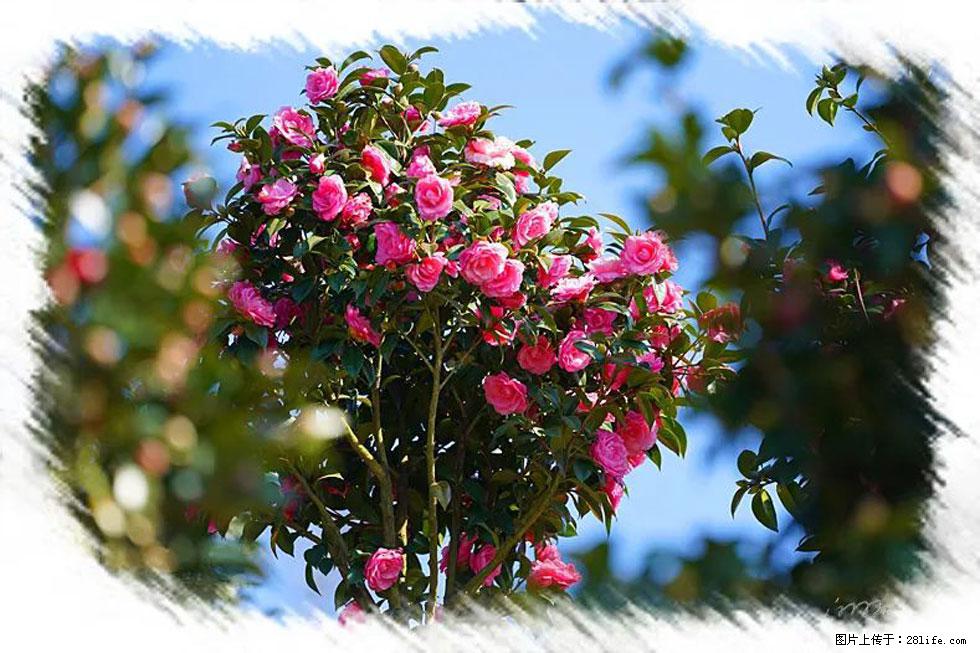 【春天,广西桂林灌阳县向您发出邀请!】杨柳井茶花惹人爱 - 游山玩水 - 邯郸生活社区 - 邯郸28生活网 hd.28life.com