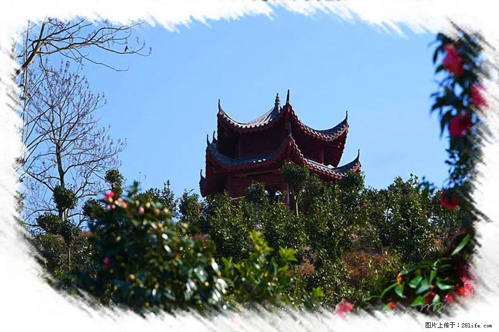 【春天,广西桂林灌阳县向您发出邀请!】杨柳井茶花惹人爱 - 游山玩水 - 邯郸生活社区 - 邯郸28生活网 hd.28life.com