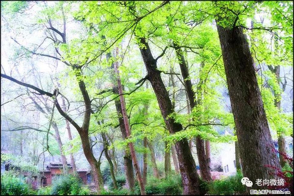 【春天，广西桂林灌阳县向您发出邀请！】在小龙村与春天约会 - 游山玩水 - 邯郸生活社区 - 邯郸28生活网 hd.28life.com