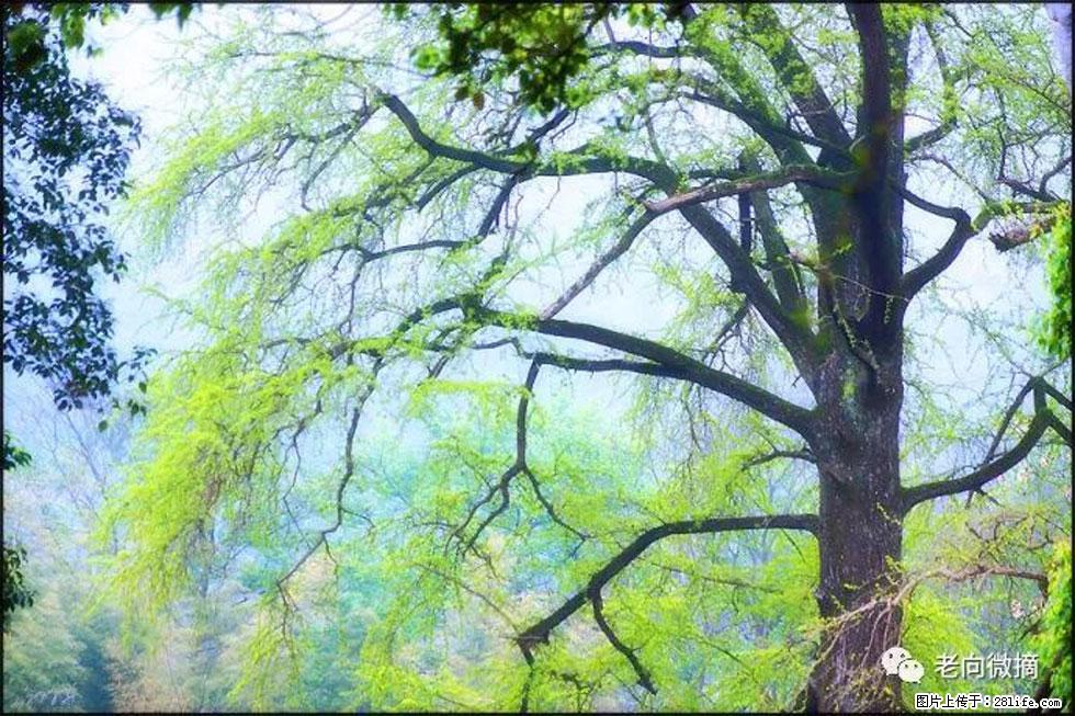 【春天，广西桂林灌阳县向您发出邀请！】在小龙村与春天约会 - 游山玩水 - 邯郸生活社区 - 邯郸28生活网 hd.28life.com