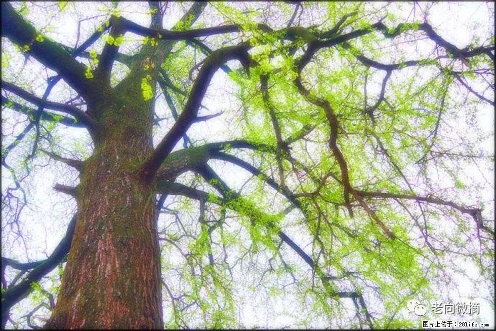 【春天，广西桂林灌阳县向您发出邀请！】在小龙村与春天约会 - 游山玩水 - 邯郸生活社区 - 邯郸28生活网 hd.28life.com