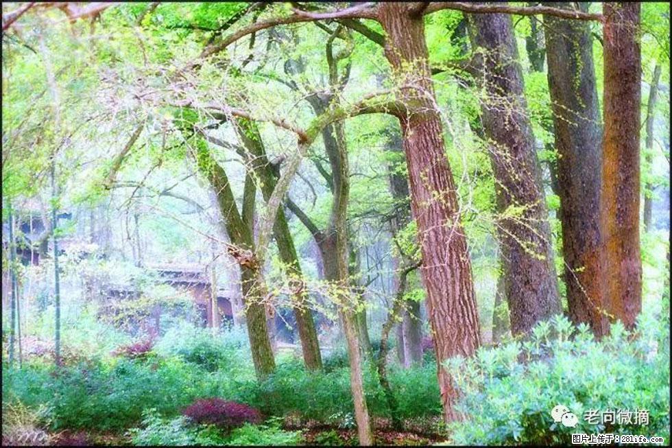 【春天，广西桂林灌阳县向您发出邀请！】在小龙村与春天约会 - 游山玩水 - 邯郸生活社区 - 邯郸28生活网 hd.28life.com