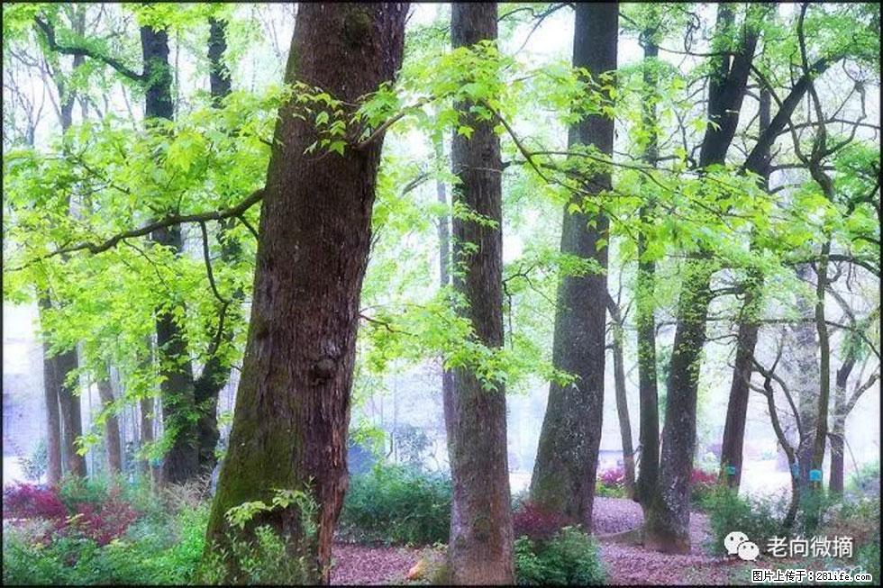 【春天，广西桂林灌阳县向您发出邀请！】在小龙村与春天约会 - 游山玩水 - 邯郸生活社区 - 邯郸28生活网 hd.28life.com