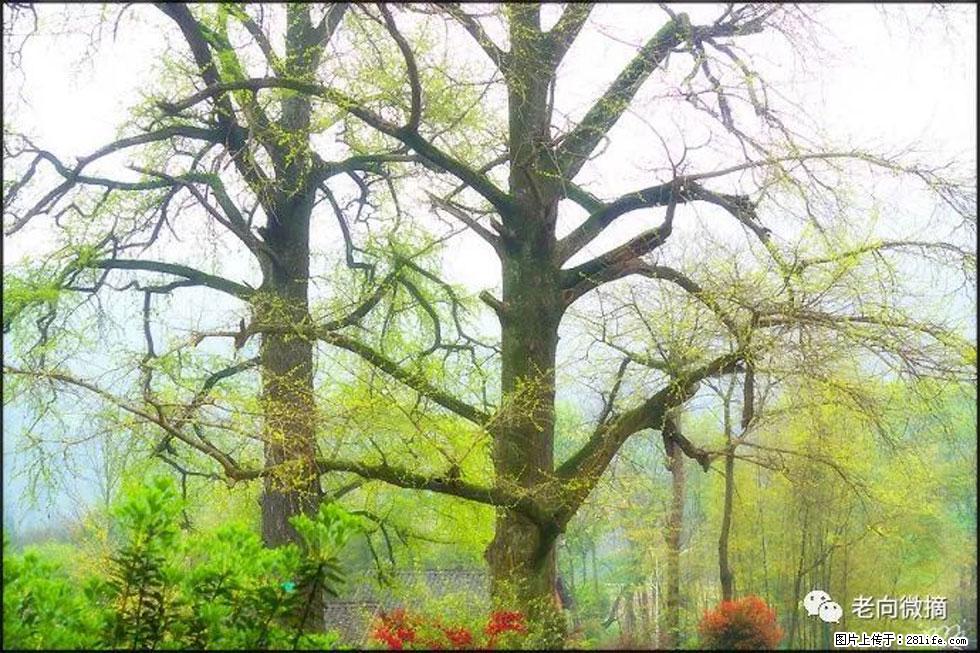 【春天，广西桂林灌阳县向您发出邀请！】在小龙村与春天约会 - 游山玩水 - 邯郸生活社区 - 邯郸28生活网 hd.28life.com