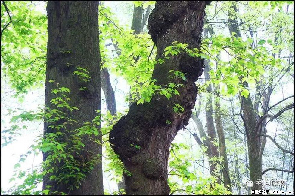 【春天，广西桂林灌阳县向您发出邀请！】在小龙村与春天约会 - 游山玩水 - 邯郸生活社区 - 邯郸28生活网 hd.28life.com