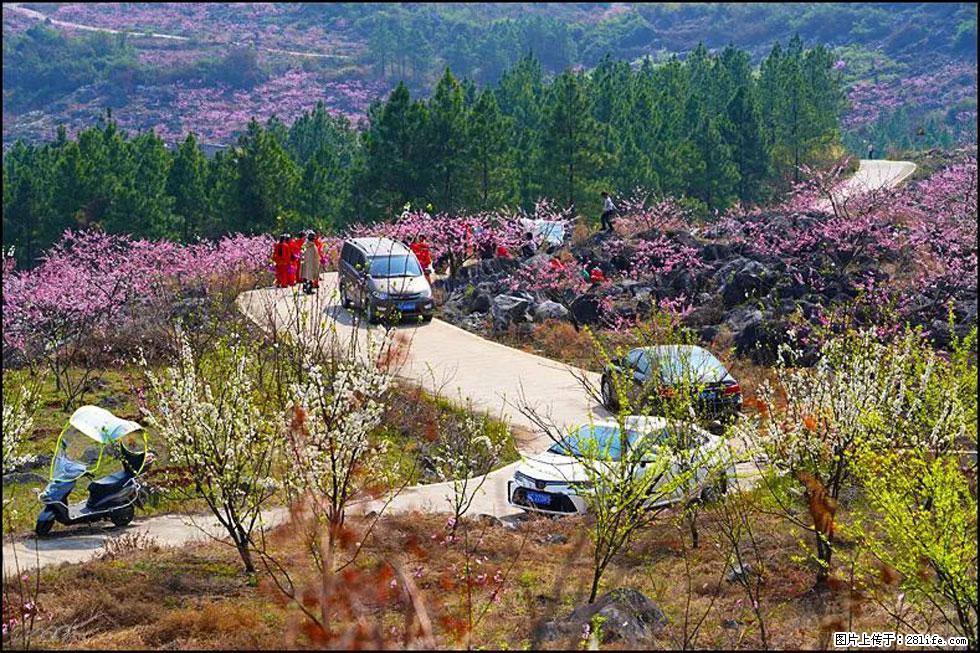 【春天，广西桂林灌阳县向您发出邀请！】望月岭上桃花开 - 游山玩水 - 邯郸生活社区 - 邯郸28生活网 hd.28life.com