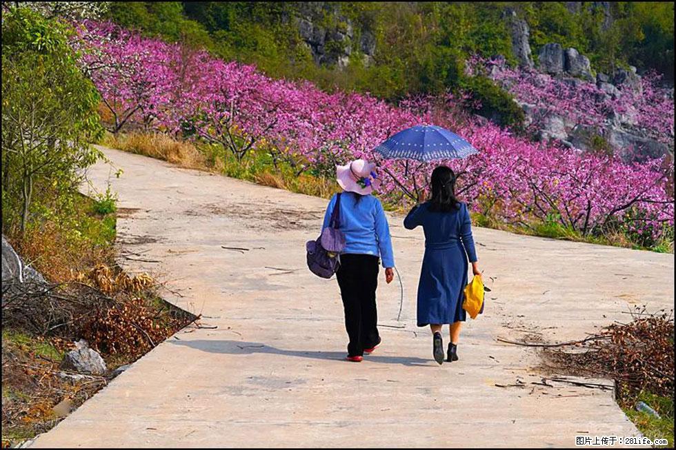 【春天，广西桂林灌阳县向您发出邀请！】望月岭上桃花开 - 游山玩水 - 邯郸生活社区 - 邯郸28生活网 hd.28life.com