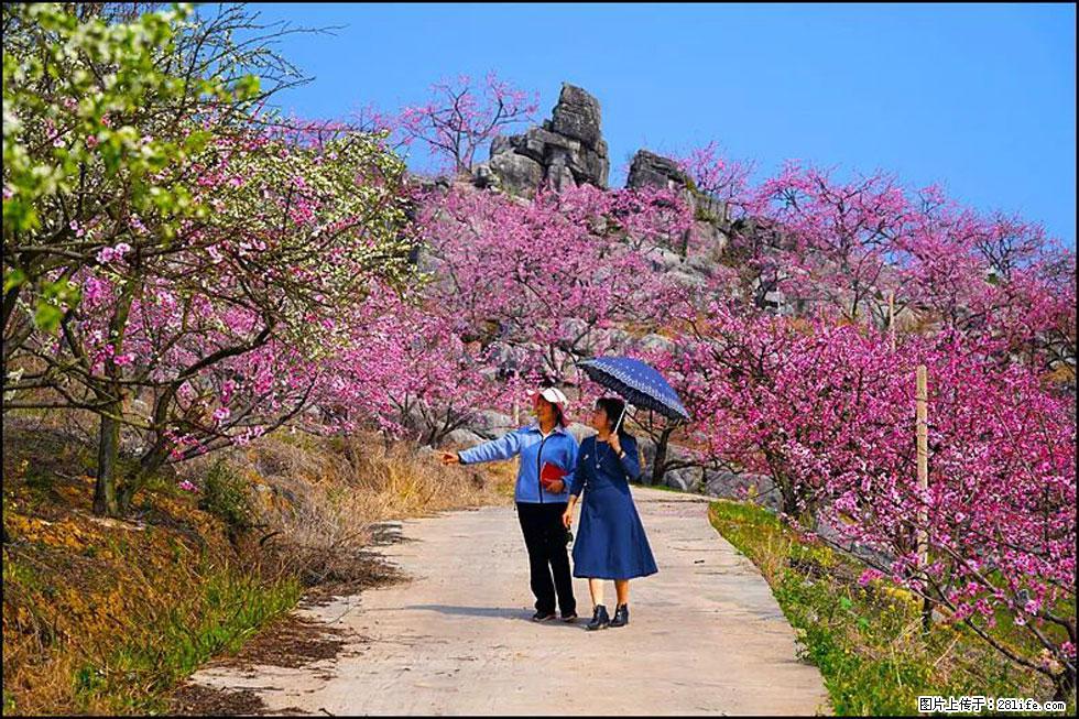 【春天，广西桂林灌阳县向您发出邀请！】望月岭上桃花开 - 游山玩水 - 邯郸生活社区 - 邯郸28生活网 hd.28life.com
