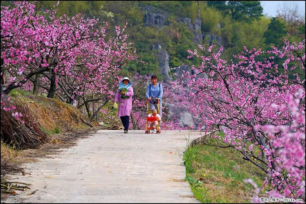 【春天，广西桂林灌阳县向您发出邀请！】望月岭上桃花开 - 游山玩水 - 邯郸生活社区 - 邯郸28生活网 hd.28life.com
