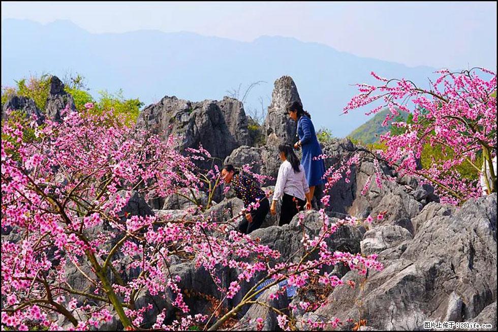 【春天，广西桂林灌阳县向您发出邀请！】望月岭上桃花开 - 游山玩水 - 邯郸生活社区 - 邯郸28生活网 hd.28life.com