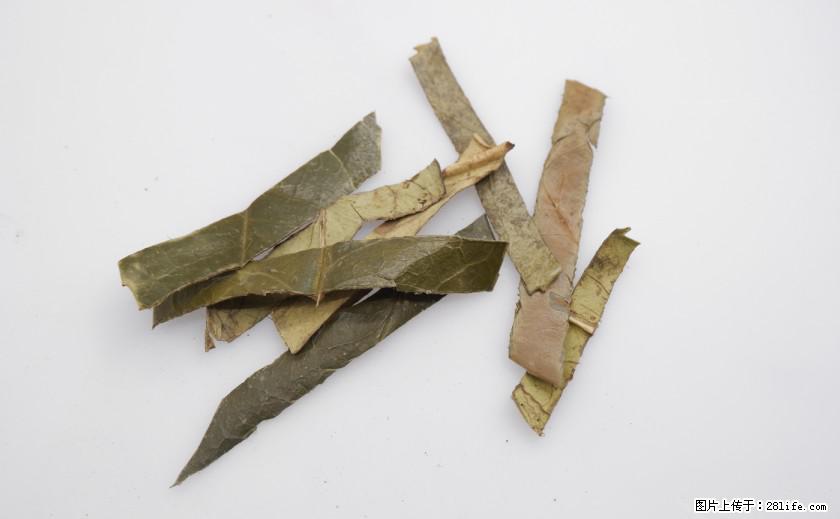 苦丁茶有哪些功效和作用 - 生活百科 - 邯郸生活社区 - 邯郸28生活网 hd.28life.com