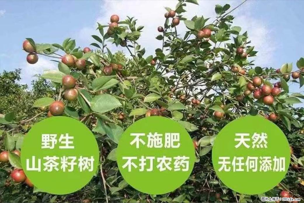 【灌阳县油茶产业示范区】一个有着充实的精神生活的人，对待身外之物自会有一种淡泊的态度 - 美食天地 - 邯郸生活社区 - 邯郸28生活网 hd.28life.com