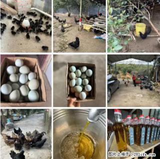 油茶园从小鸡仔开始养起的纯土鸡、土鸡蛋可以预定啦！还有前几天刚榨的纯山茶油哦 - 邯郸28生活网 hd.28life.com