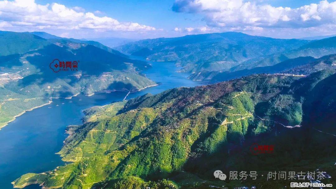 时间果百年古树龙珠普洱生茶 - 购物交流 - 邯郸生活社区 - 邯郸28生活网 hd.28life.com