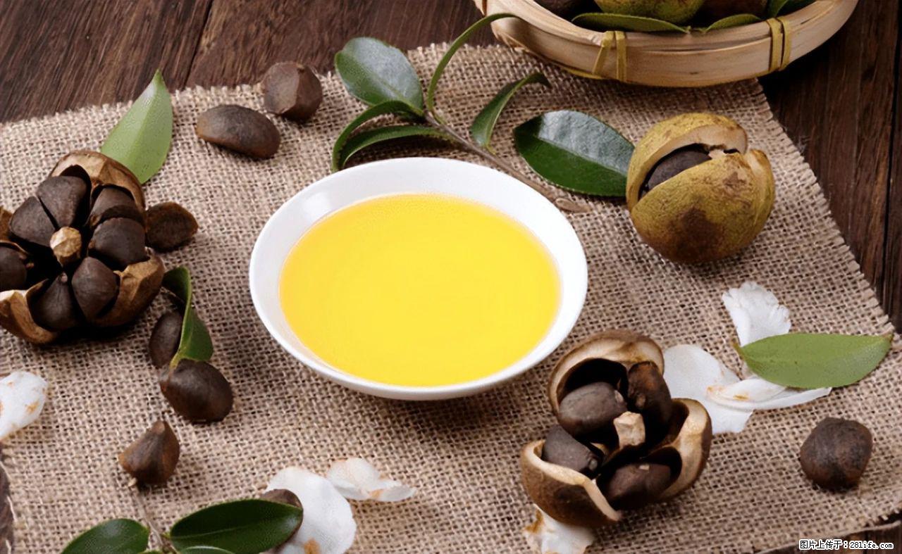 揭秘茶油的5大核心营养成分！被称为人体健康的“守护盾”！ - 邯郸生活资讯 - 邯郸28生活网 hd.28life.com