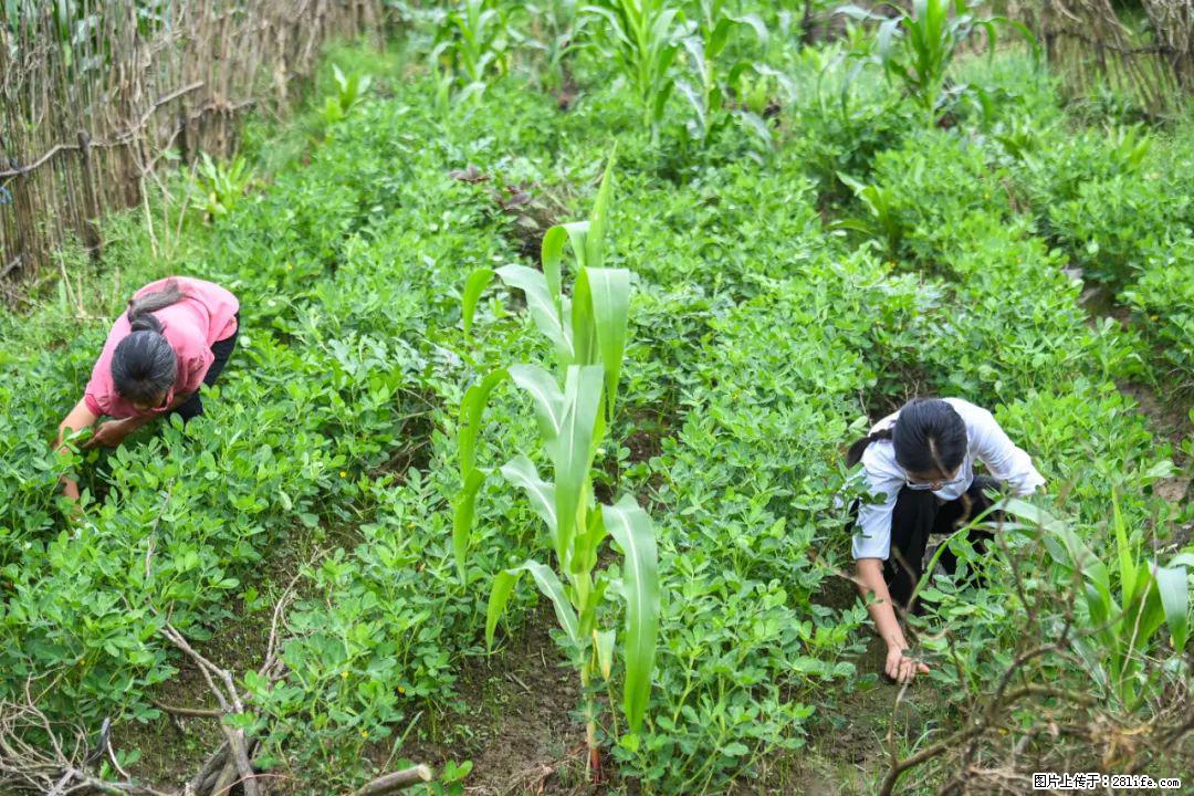 全网追的“扁担女孩”，找了一份暑假工，时薪12元 - 邯郸生活资讯 - 邯郸28生活网 hd.28life.com