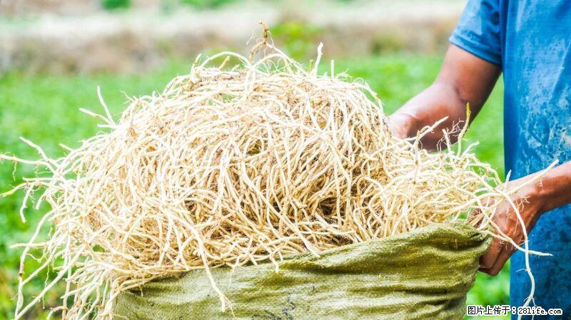 堪称“最难吃”的蔬菜,却是 “抗辐射神器”,还能护肺、清热、止咳化痰! - 邯郸生活资讯 - 邯郸28生活网 hd.28life.com