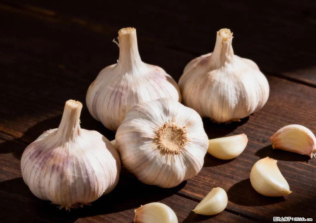 关于大蒜，除了“天然抗生素”，这4个谣言更该警惕! - 邯郸生活资讯 - 邯郸28生活网 hd.28life.com