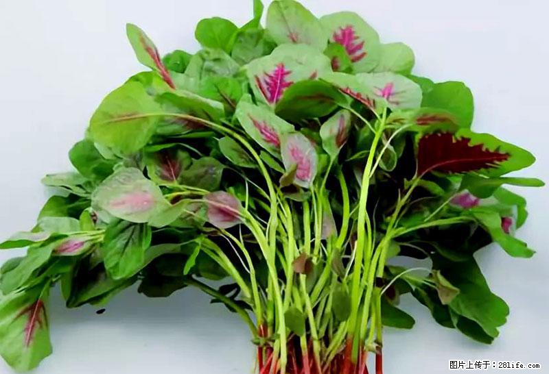 这些蔬菜是“天然钙片”，这6种被医生重点推荐 - 邯郸生活资讯 - 邯郸28生活网 hd.28life.com