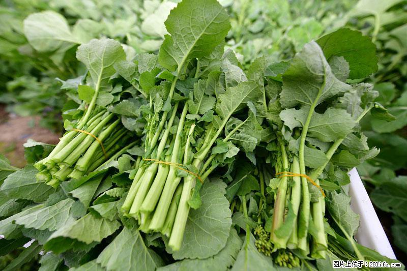 这些蔬菜是“天然钙片”，这6种被医生重点推荐 - 邯郸生活资讯 - 邯郸28生活网 hd.28life.com